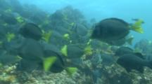 Black Striped Salema Revealing Razor Surgeon Fish On The Reef