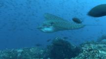 Spotted Eagle Ray Swimming On The Reef
