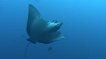 Spotted Eagle Ray Turning In Front Of Camera