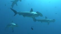 Scalloped Hammerhead Sharks In Blue Water