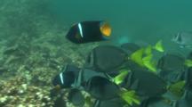 King Angelfish Swimming Next To A School Of Razor Surgeonfish