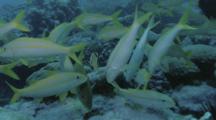 Goatfish Over A Cleaning Station