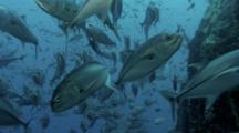 Large School Of Jack Fish Next To Reef