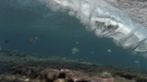 Reef Fish Under A Wave Breaking Onshore.