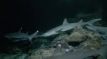 White Tip Sharks Hunting At Night