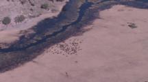 Aerial Buffalo Herd Drinking By River