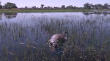Dead Crocodile In Wetland