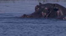Hippo Submerged In Wetland