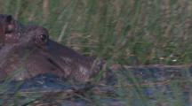 Hippo Wades Through Aquatic Plants, Reeds