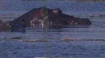 Hippos Submerged In Wetland