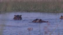 Hippos Submerged In Wetland
