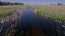 Slow Pov Waterway Through Aquatic Plants In Wetland