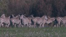 Herd Of Zebras In Grass