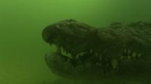 Crocodile Swims Underwater, Close To Camera