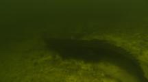 Crocodile Swims Away Underwater