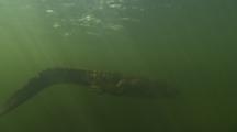 Crocodile Swims Above Camera Underwater