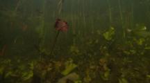 Pov Travel Underwater Through Aquatic Plants