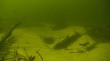 Pov Travel Underwater Through Dark, Murky River