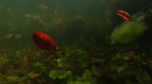 Travel Underwater Through Murky River, Aquatic Plants