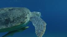 Sea Turtle With Remoras Swims In Blue Water