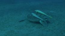 Sea Turtle Swims With Two Remoras On Back