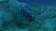 Sea Turtle Grazes In Sea Grass Bed