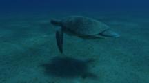 Sea Turtle With Remoras Descends To Sea Grass Bed