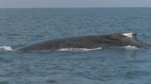 Slow Motion, Whales, Possibly Brydes, Swims Close To Boat