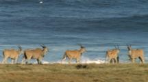 Herd Of Antelope, Possibly Eland, On Grassy Coast