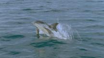 Slow Motion, Single Common Dolphins Swims Alongside Boat