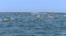 Slow Motion, Pod Of Dolphins Swim Near Boat