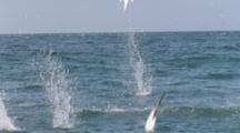 Cape Gannets Plunge Diving Off Coast