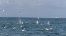 Slow Motion Cape Gannets Plunge Diving Off Coast