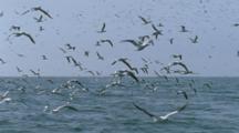 Slow Motion, Cape Gannets Take Off From Surface