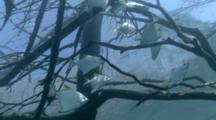 Fish Swim Around Sunken Tree