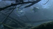 Fish Swim Around Sunken Tree