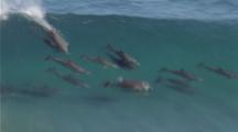 Aerial Slow Motion, Pod Of Dolphins Swim Near Coast