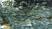Chum Salmon (In Their Bright Spawning Colors) Struggling Up A Clear Stream.