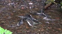 A Group Of Salmon Fight For Space In A Small Stream.
