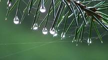 Water Drops/ Spider Web On A Sitka Spruce Tree