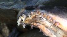Zoom-In Close-Up/ Canine Teeth  Of A Male Pink Salmon