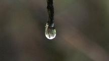 Water Drop From A Twig/Rain Forest