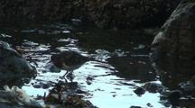 Sandpipers Feeding In A Inner Tidal Zone, On A Remote Rocky Alaska Beach.