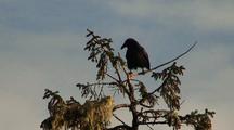A Raven Picking At The End Of A Tree Branch. Odd Activity.