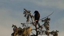 A Raven Picking At The End Of A Tree Branch. 