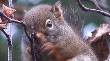 A Squirrel Eating Alder Tree Cones (Rare Occurance)