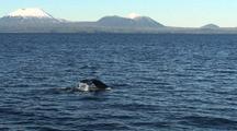 Humpback Whales With The Mt. Edgecumbe Volcano In Background.