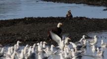 Bald Eagles, Gulls, Feeding On Pacific Herring