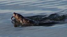  River Otters Bring Food Back To A   Beach.