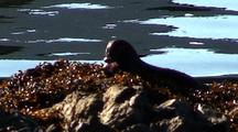  River Otter Feeding On A Flounder 